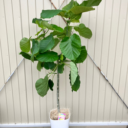 フィカス ウンベラータ ハートの葉っぱ　アイボリーテラコッタ鉢植え　観葉植物 フィカス・ウンベラータ ハート型の葉っぱがとっても