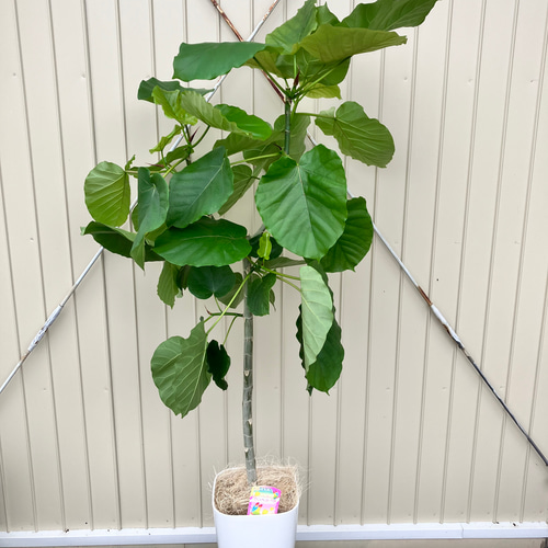 ハート形の葉が大人気「フィカス ウンベラータ」 アートフラワー bloom