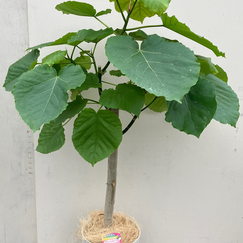 フィカス ウンベラータ 大きなハートの葉 フィカス・ウンベラータ 大きなハート形の葉が可愛いウンベラータ