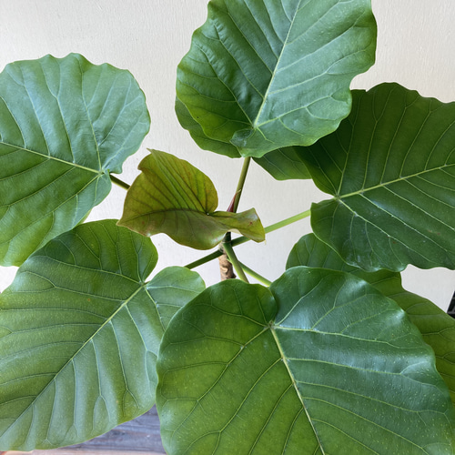 ハート形の葉が大人気「フィカス ウンベラータ」 アートフラワー bloom