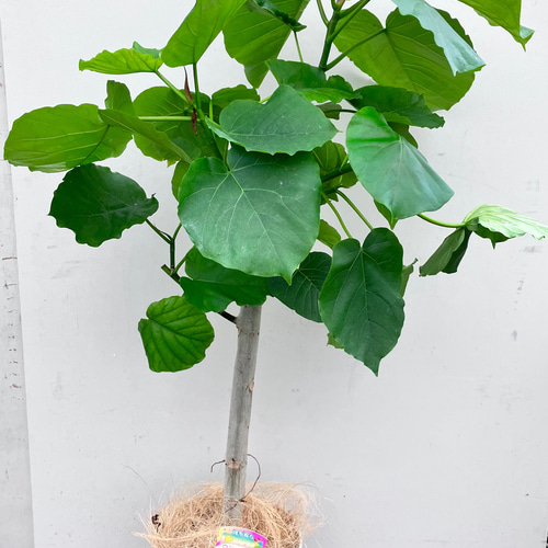 【匿名配送】フィカスウンべラータ　観葉植物 ハート型　葉 緑色 ハート形の葉が大人気「フィカス ウンベラータ」 アートフラワー bloom