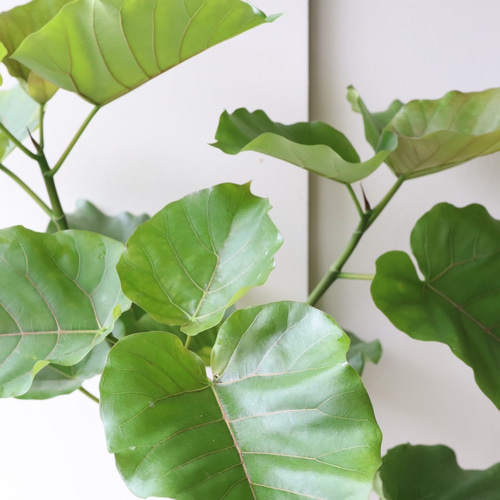 フィカス ウンベラータ 大きなハートの葉 フィカス・ペティオラリス🌱 ハート型の葉っぱに赤い葉脈が入っ