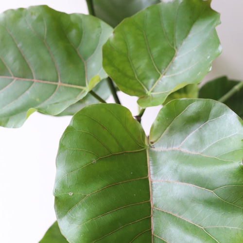 ハート形の葉が大人気「フィカス ウンベラータ」 アートフラワー bloom