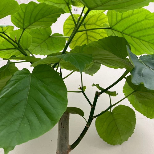 ハート形の葉が大人気「フィカス ウンベラータ」 アートフラワー bloom