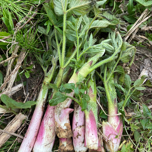 kantora ✱クール便✱タラの芽1キロ、こごみ1キロ タラの芽こごみ 天然北海道 kantora ✱クール便✱タラの芽1キロ、