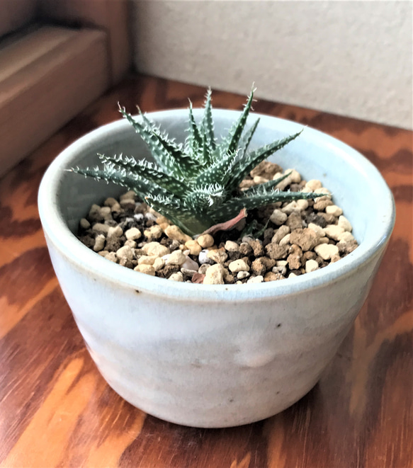 インテリア観葉植物｜多肉植物✕陶芸益子焼きのコラボ作品｜自然の生命力と癒し｜益子グリーン　アロエ・ディスコイングシー３ 4枚目の画像