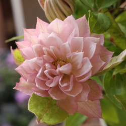 ニュアンスピンクが美しい❤︎八重咲きクレマチス「春姫」 ドライ