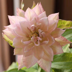 ニュアンスピンクが美しい❤︎八重咲きクレマチス「春姫」 2枚目の画像