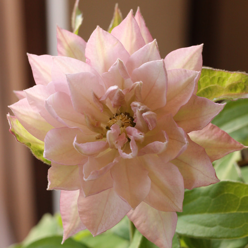 ニュアンスピンクが美しい❤︎八重咲きクレマチス「春姫」 ドライ