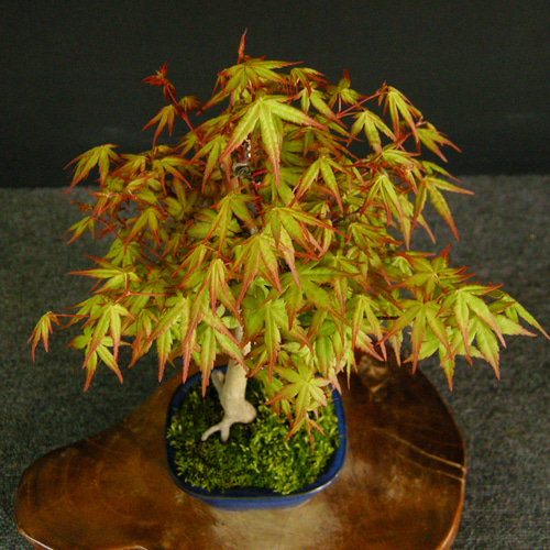 ☆ENGEI ichioki☆紅葉・もみじ・小品盆栽05☆人気の盆栽樹です