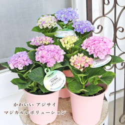 鉢花 アジサイ マジカルレボリューション 4号 紫陽花 ブルー ピンク