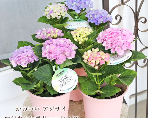 鉢花 アジサイ マジカルレボリューション 4号 紫陽花 ブルー ピンク