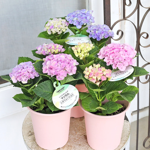 m*n様 アジサイ　6種7鉢　紫陽花 鉢花 アジサイ マジカルレボリューション 4号 紫陽花 ブルー ピンク