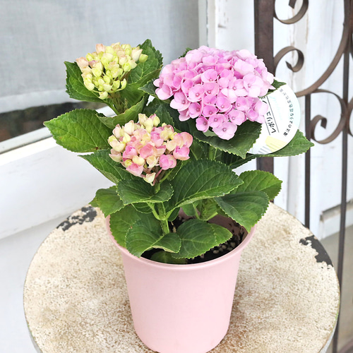 鉢花 アジサイ マジカルレボリューション 4号 紫陽花 ブルー ピンク