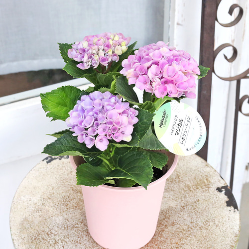 鉢花 アジサイ マジカルレボリューション 4号 紫陽花 ブルー ピンク