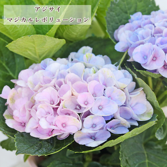 紫陽花　4台セット 鉢花 アジサイ マジカルレボリューション 4号 紫陽花 ブルー ピンク