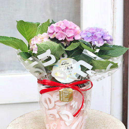 鉢花 アジサイ マジカルレボリューション 4号 紫陽花 ブルー ピンク