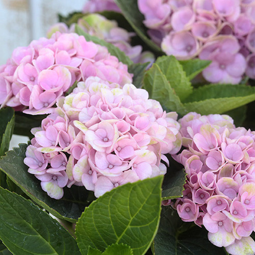 鉢花 アジサイ マジカルレボリューション 4号 マーブル 紫陽花