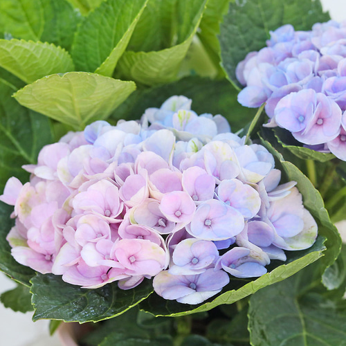 鉢花 アジサイ マジカルレボリューション 4号 紫陽花 ブルー ピンク