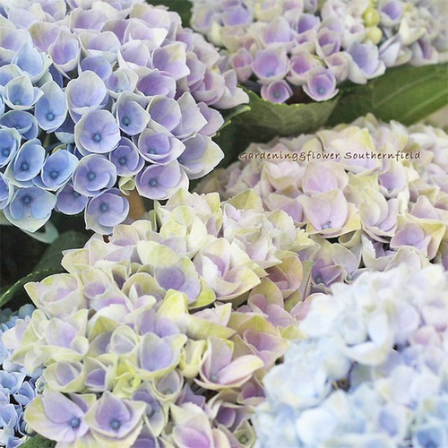 鉢花 アジサイ マジカルレボリューション 4号 紫陽花 ブルー ピンク