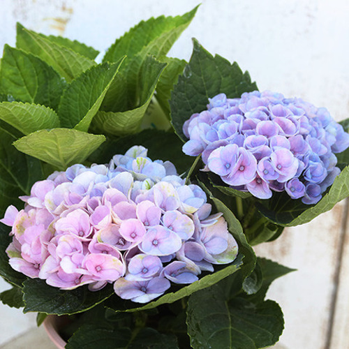 アジサイ　4鉢1種2色10鉢　マジカルレボリューション　紫陽花 アジサイ：マジカルレボリューション（レインボー）4号鉢植え の