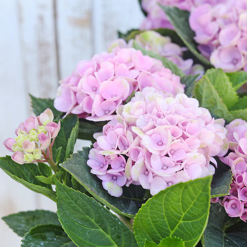 鉢花 アジサイ マジカルレボリューション 4号 紫陽花 ブルー ピンク