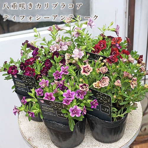 再入荷花苗 カリブラコア ティフォシー アンティークシリーズ