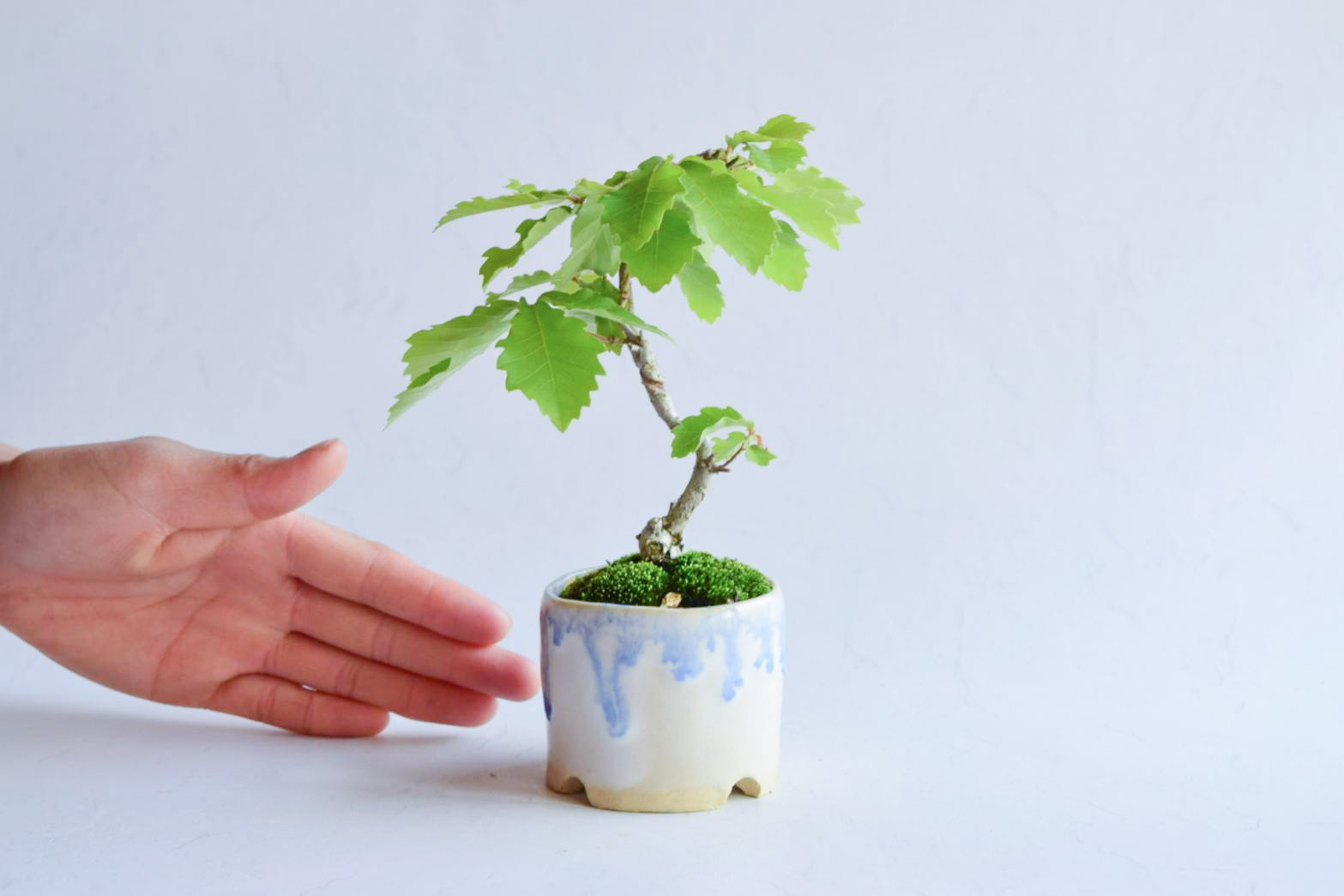 尋葉(ひろは)さん コナラ ミニ盆栽 自作鉢 盆栽 樹と花と 通販