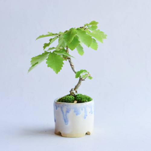 尋葉(ひろは)さん コナラ ミニ盆栽 自作鉢 盆栽 樹と花と 通販