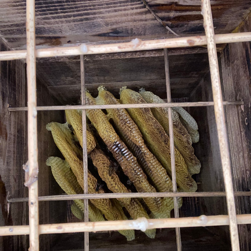 ニホンミツバチ継箱重箱2段 その他素材 桃源郷工房 通販