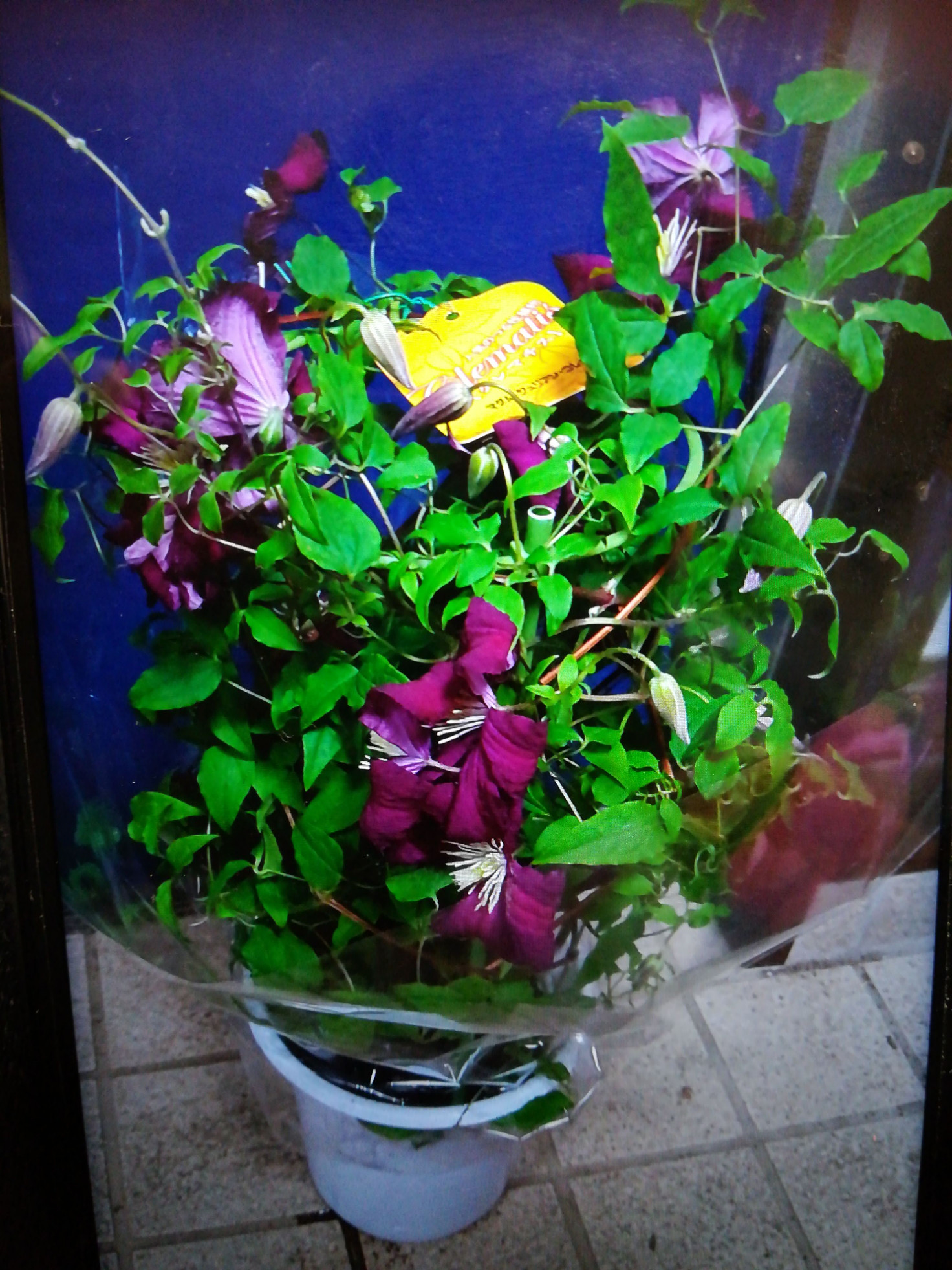 クレマチス【マダムジュリアンコレボン】ﾋﾞﾁｾﾗ系　薔薇と絡めるとお互いを引き立ててくれる