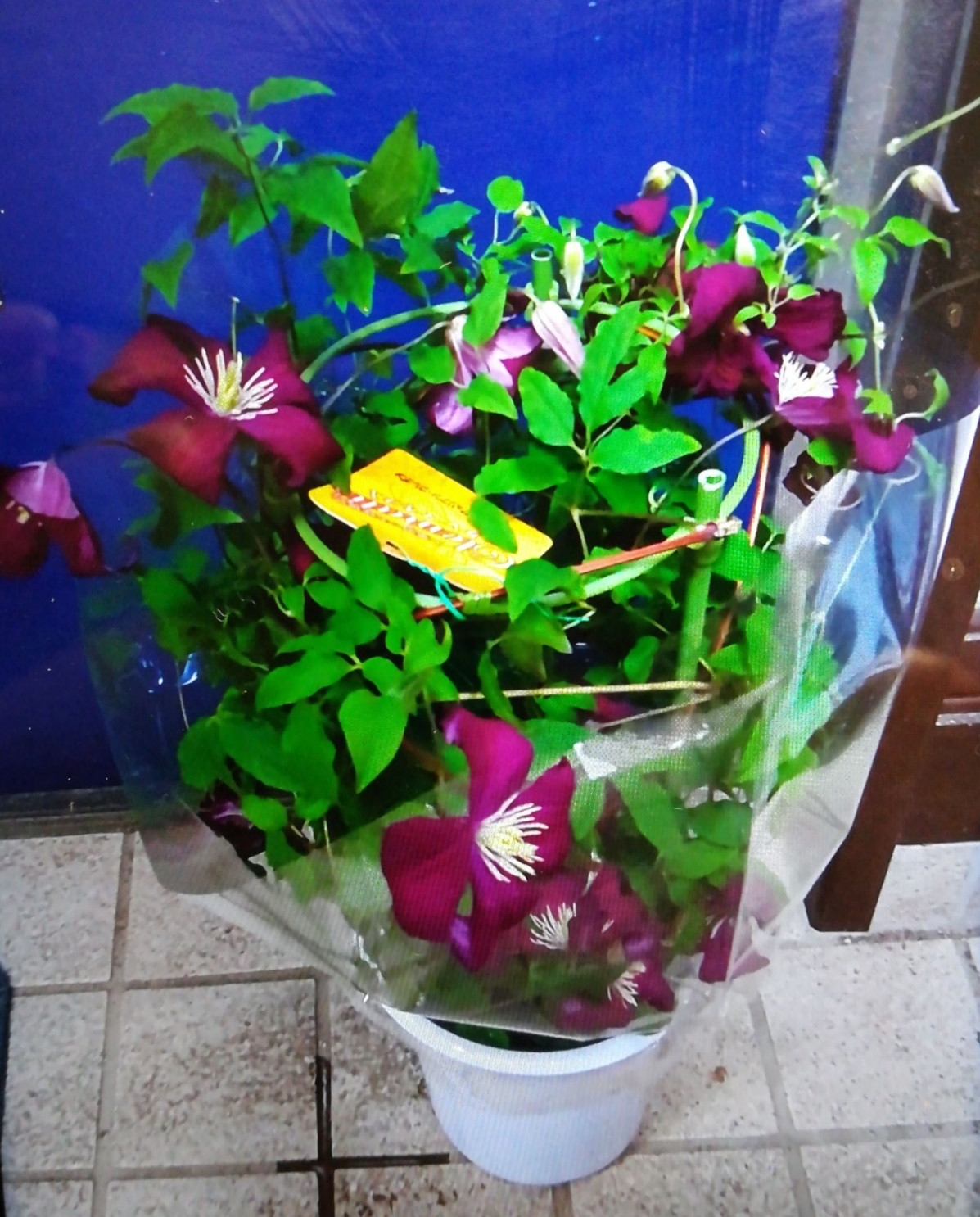 クレマチス【マダムジュリアンコレボン】ﾋﾞﾁｾﾗ系　薔薇と絡めるとお互いを引き立ててくれる 12,000円