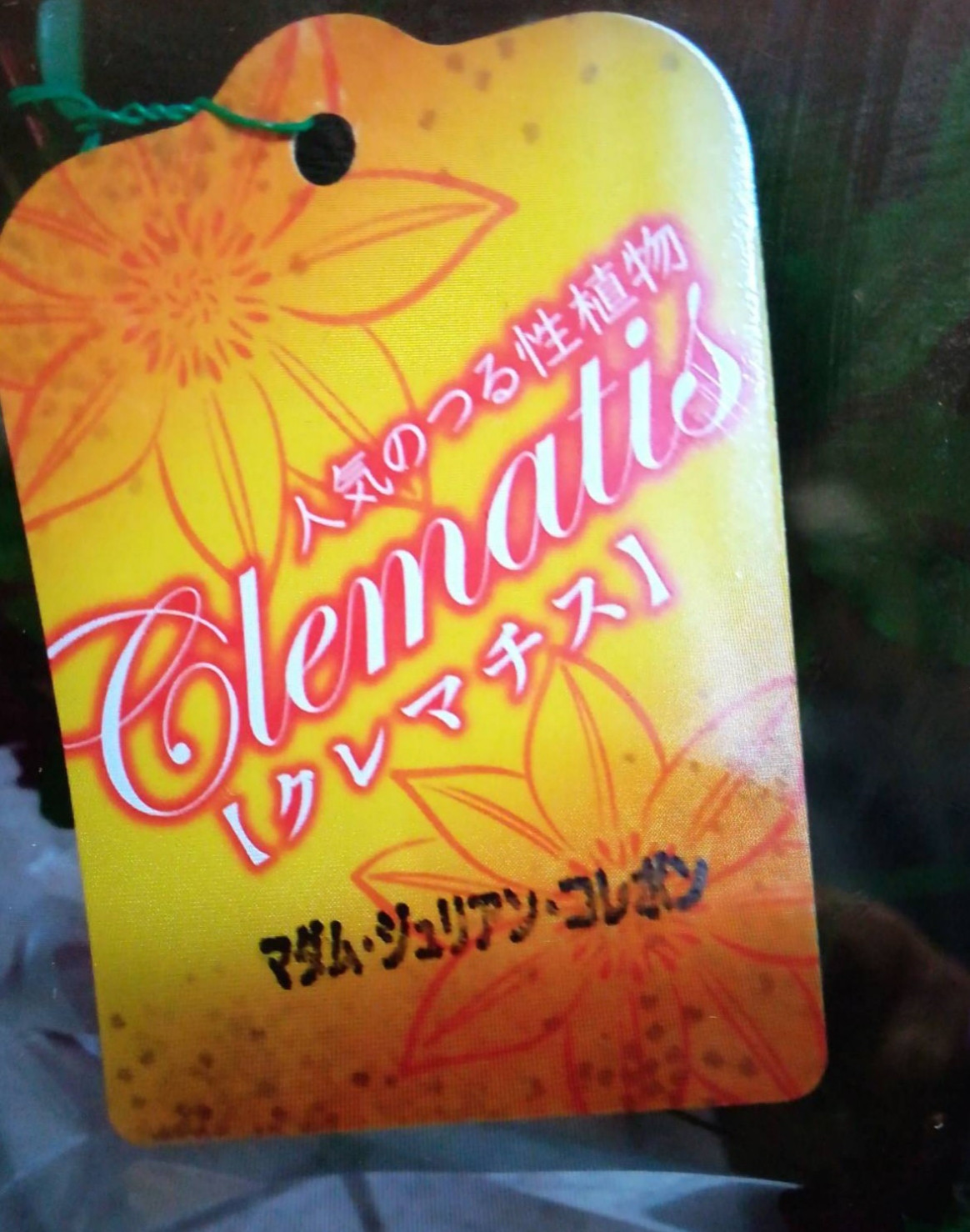 クレマチス【マダムジュリアンコレボン】ﾋﾞﾁｾﾗ系　薔薇と絡めるとお互いを引き立ててくれる