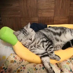 Mサイズ  バナナ型　ペットハウス　猫用　犬用　柔らかい　ペットベッド 1枚目の画像