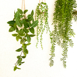 【B】ハンギングプランツ3点セット(ポリゴファーン・グリーンネックレス・フィットニア)左の3個　人工観葉植物 3枚目の画像