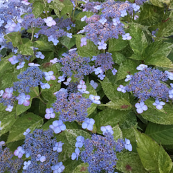 レア　散り斑　山アジサイ 山紫陽花 斑入り　観葉植物 苗 庭木 シェードガーデン カラーリーフ　山野草 額アジサイ 5枚目の画像