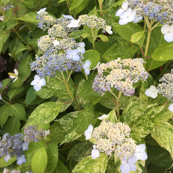 レア　散り斑　山アジサイ 山紫陽花 斑入り　観葉植物 苗 庭木 シェードガーデン カラーリーフ　山野草 額アジサイ 1枚目の画像