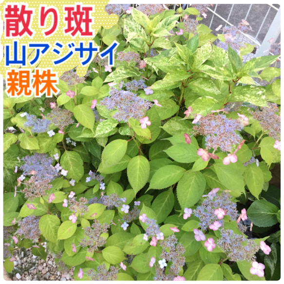 レア　散り斑　山アジサイ 山紫陽花 斑入り　観葉植物 苗 庭木 シェードガーデン カラーリーフ　山野草 額アジサイ 2枚目の画像