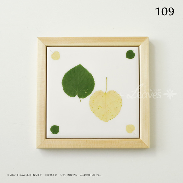 109 葉っぱタイル・カツラ （屋内壁用100角・1枚・プリントデザインタイル） 5枚目の画像