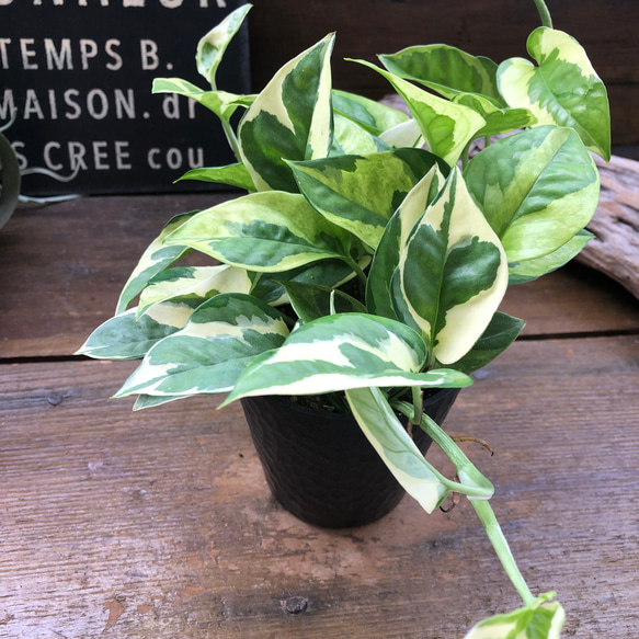 ポトスエメラルド♡限定品♡超希少♡観葉植物 14枚目の画像