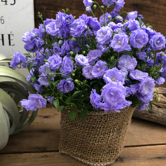 お花　父の日　寄せ植え　イングリッシュラベンダー　カンパヌラ　ブルーワンダー お花父の日寄せ植えイングリッシュラベンダーカンパヌラブルー