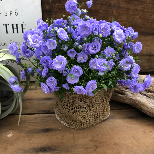 お花　父の日　寄せ植え　イングリッシュラベンダー　カンパヌラ　ブルーワンダー お花父の日寄せ植えイングリッシュラベンダーカンパヌラブルー