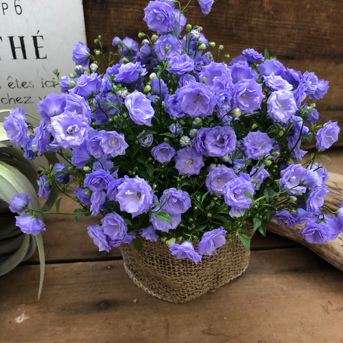 お花　父の日　寄せ植え　イングリッシュラベンダー　カンパヌラ　ブルーワンダー 八重咲き♡ブルーワンダー♡カンパニュラ♡豪華な花 アート