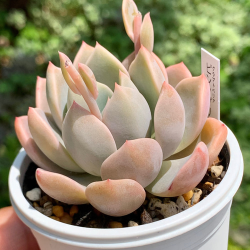 ☆ピンクプリティ 多肉植物 自家栽培 国産 多肉植物 美✴︎taniku 通販