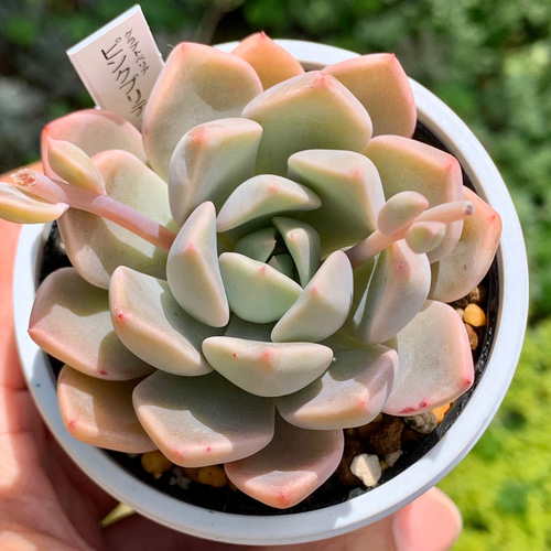 ☆ピンクプリティ 多肉植物 自家栽培 国産 多肉植物 美✴︎taniku 通販