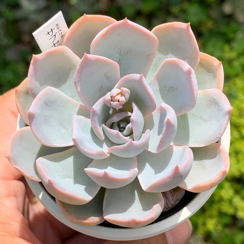 多肉植物　サブセシリス　C 多肉植物サブセシリスC