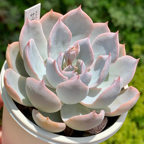 ☆サブセシリス 多肉植物 自家栽培 国産 多肉植物 美✴︎taniku 通販