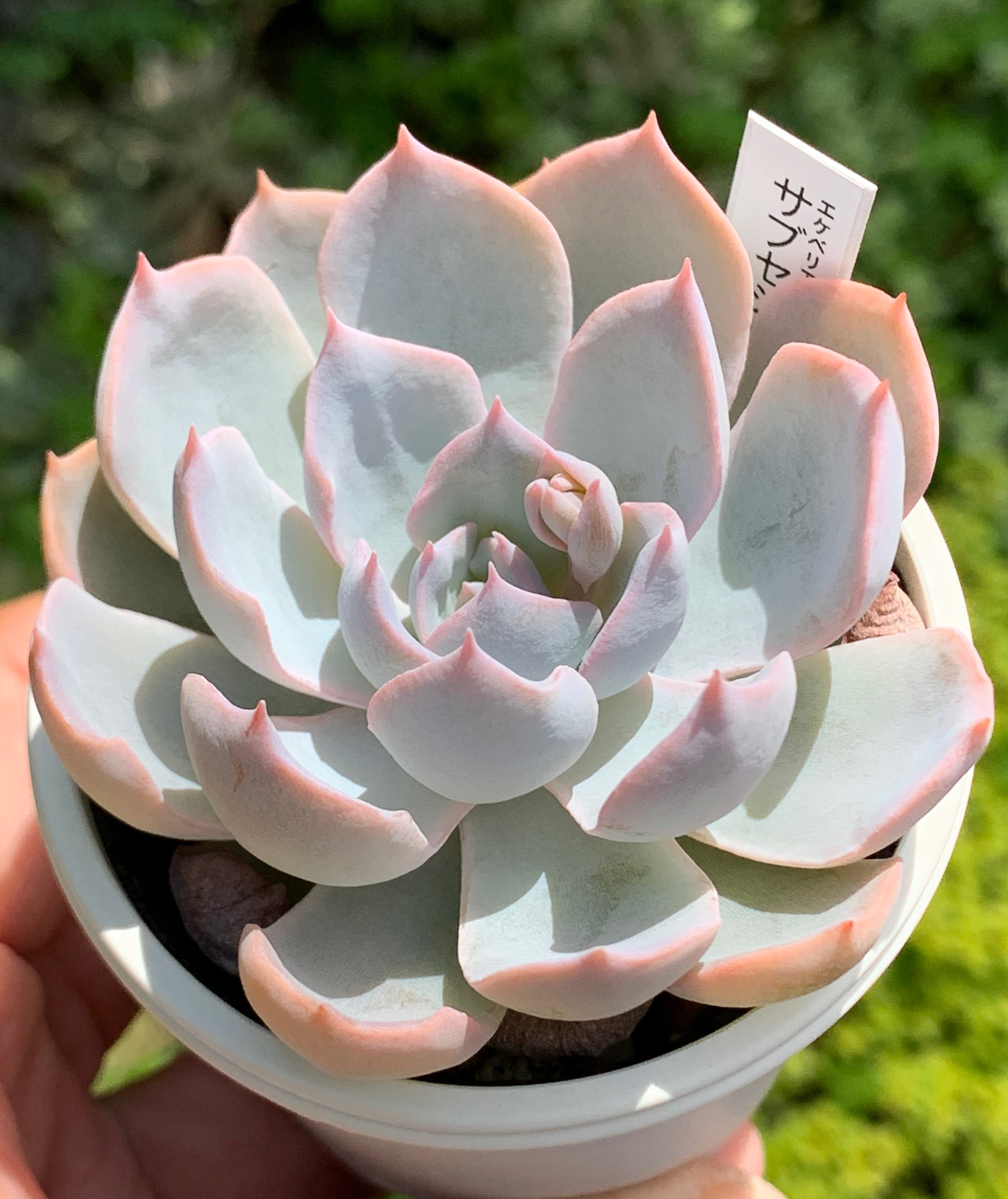 多肉植物　サブセシリス　C 多肉植物 サブセシリス C 多肉植物 サブセシリス C