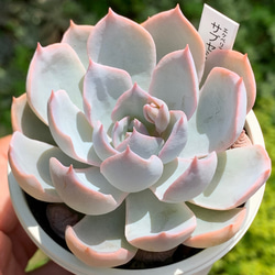 多肉植物　サブセシリス　C e3beed9968ea3c369b20f667b1153f