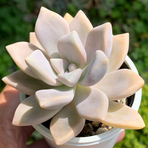 ☆淡雪 多肉植物 自家栽培 国産 多肉植物 美✴︎taniku 通販 13908300